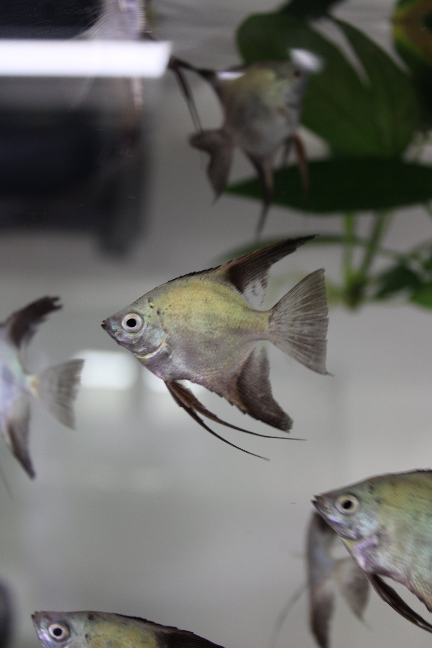Bulgarian Seal Point Angel Fish (Pterophyllum Scalare) Live Nano Freshwater Aquarium Fish