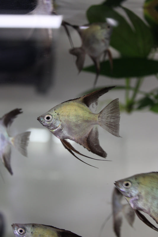 Bulgarian Seal Point Angel Fish (Pterophyllum Scalare) Live Nano Freshwater Aquarium Fish
