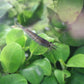Amano Shrimp (Caridina Multidentata) Live Freshwater Aquarium Invertebrate Algae Eater
