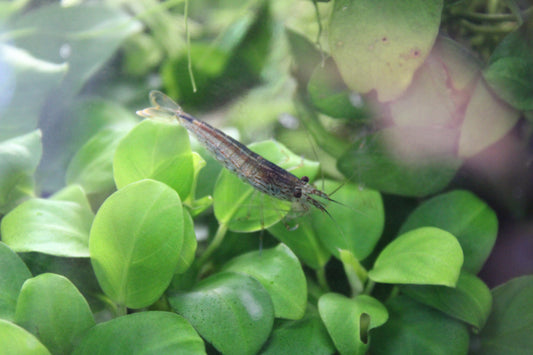 Amano Shrimp (Caridina Multidentata) Live Freshwater Aquarium Invertebrate Algae Eater
