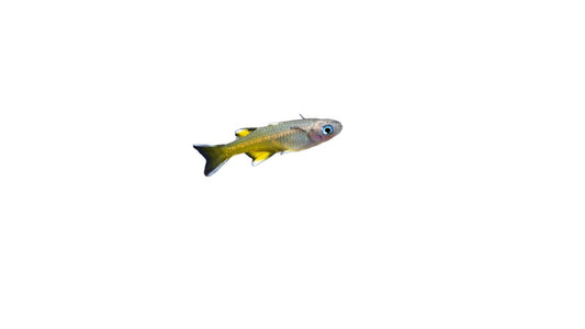 Pseudomugil Signifer (Pseudomugil Signifer) Live Nano Freshwater Aquarium Fish