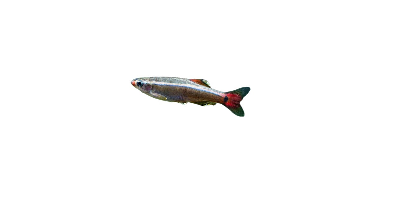 White Cloud (Tanichthys Albonubes) Live Nano Freshwater Aquarium Fish