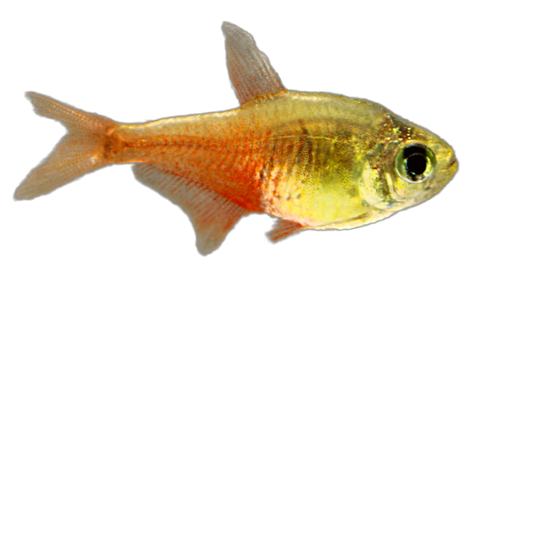 Von Rio Flame Tetra (Hyphessobrycon flameus) Live Nano Freshwater Aquarium Fish