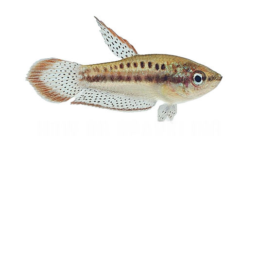 Sparkling Gourami (Trichopsis Pumila) Live Nano Freshwater Aquarium Fish
