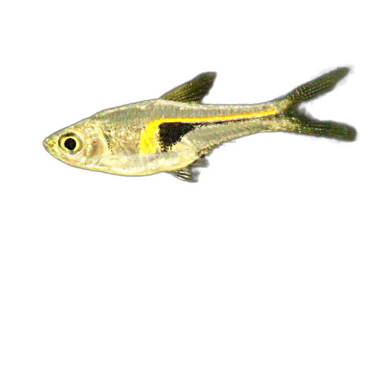 Glowlight Rasbora (Trigonostigma Hengeli) Live Nano Freshwater Aquarium Fish