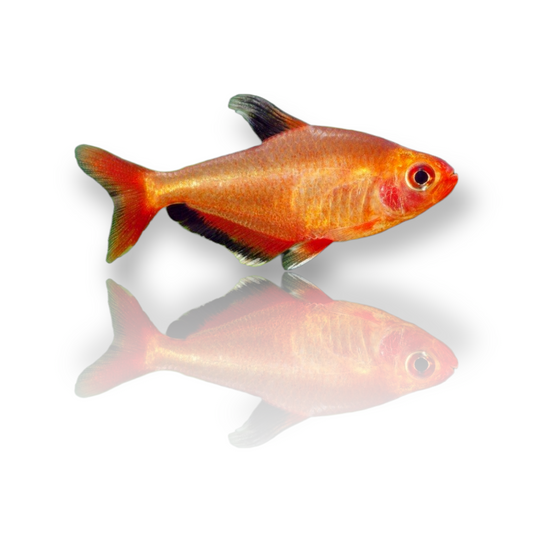 Red Phantom Tetra (Hyphessobrycon Sweglesi) Live Nano Freshwater Aquarium Fish