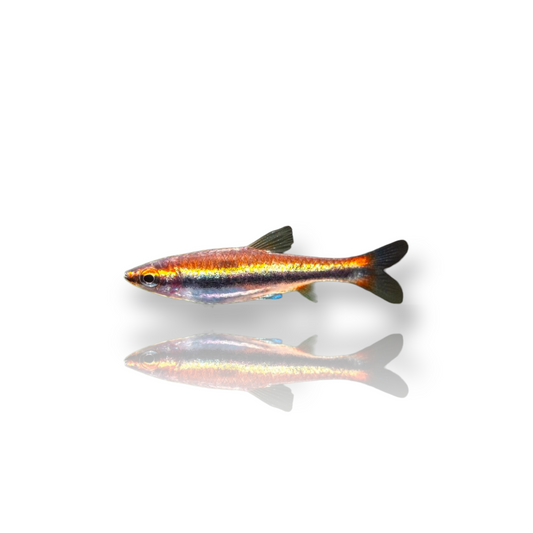 Beckfordi Pencil Fish (Nannostomus Beckfordi var. "Red") Live Nano Freshwater Aquarium Fish