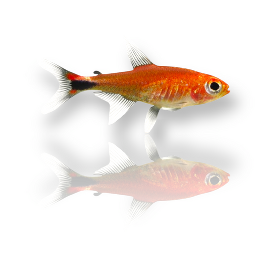 Ruby Tetra (Axelrodia Riesei) Live Nano Freshwater Aquarium Fish