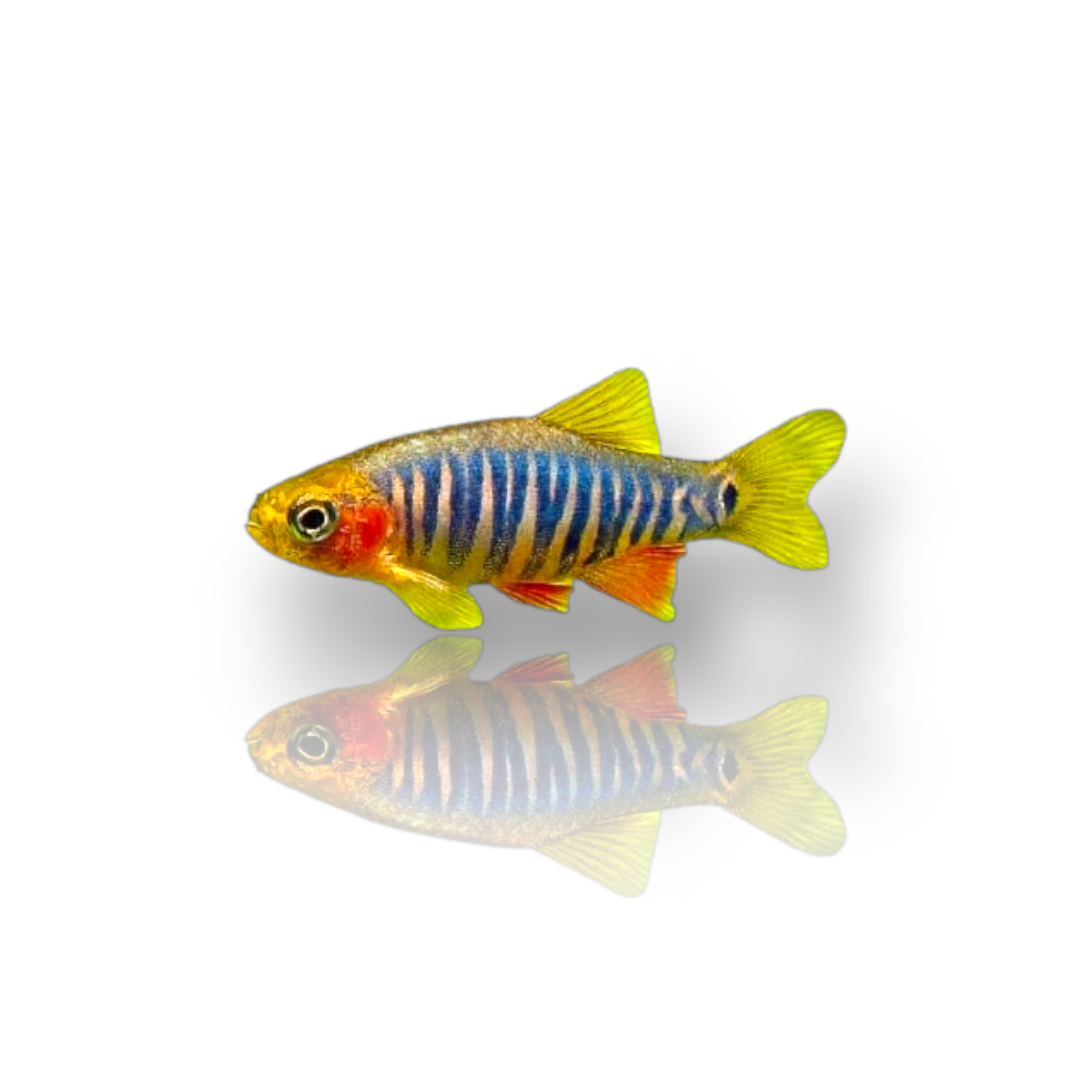 Dwarf Emerald Rasbora (Celestichthys Erythromicron) Live Nano Freshwat ...