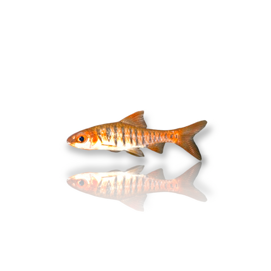 African Banded Barb (Barbus Fasciolatus) Live Nano Freshwater Aquarium Fish
