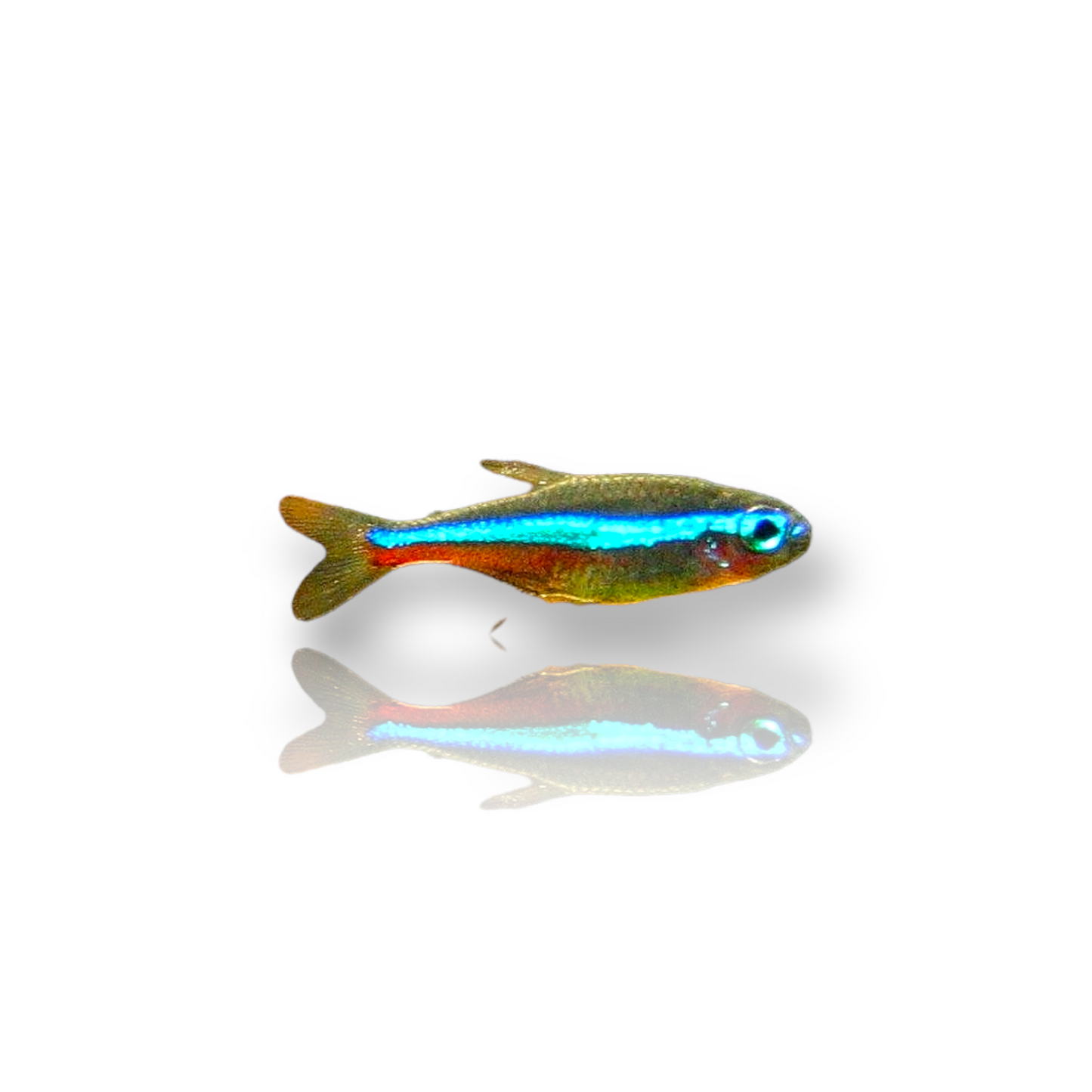 Green Neon Tetra (Paracheirodon Simulans) Live Nano Freshwater Aquarium Fish