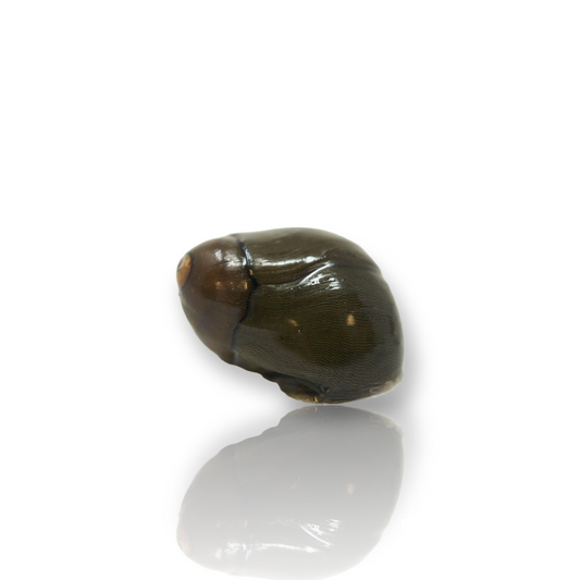 Olive Nerite (Neritina Reclivata) Live Freshwater Aquarium Snail Algae Eating Invertebrate
